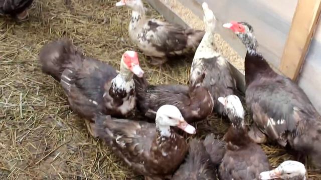 Индоутки(Мускусная утка).Продажа. смотреть онлайн