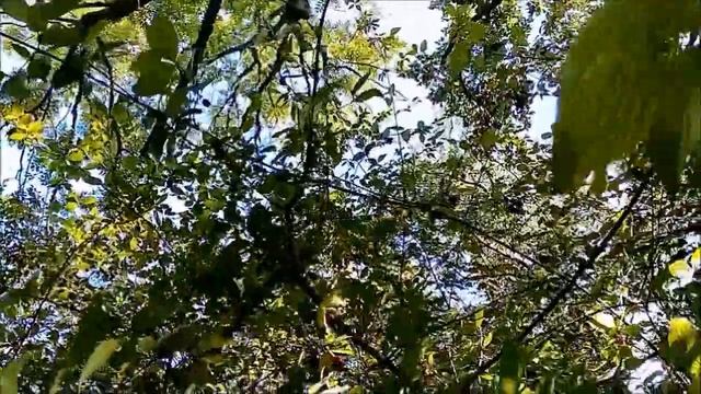 Крым, Судак, прогулка в лес. Урожай кизила смотреть онлайн