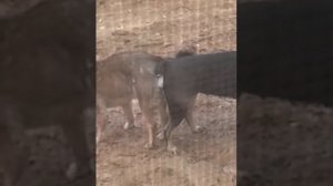 Собаки слиплись после .....