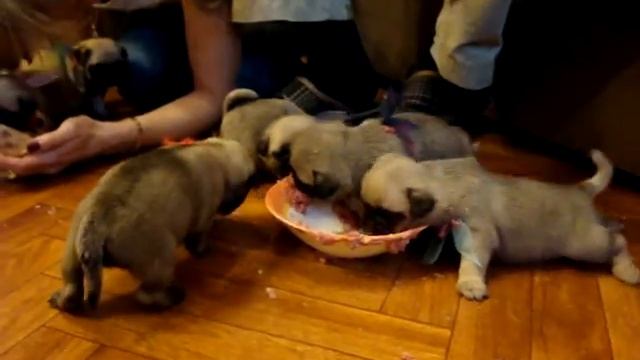 Мопсики) смотреть онлайн