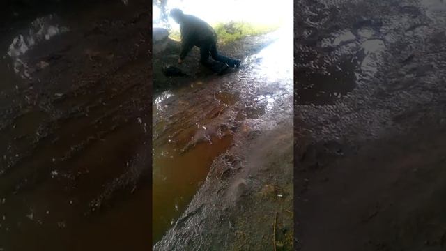 Убойная походка))) смотреть онлайн