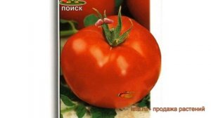 Томат обыкновенный Волгоградский скороспелый 323 ? обзор: как сажать, семена томата