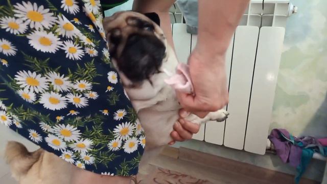Мойка. Грязные лапки. Проблема хозяйки. смотреть онлайн