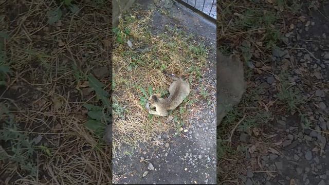 Кошка играет пойманной мышью. Место действия: гаражный кооператив. смотреть онлайн