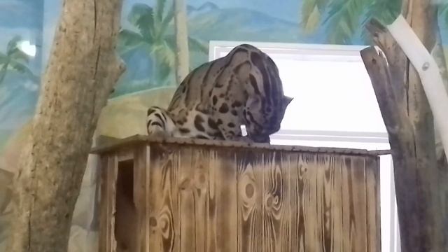 Дымчатый леопард смотреть онлайн