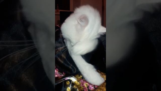 Кот Альбинос моется перед сном смотреть онлайн