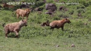 СТРАШНЫЕ МОМЕНТЫ ЛЬВОВ УБИВАЮЩИХ ГИЕН