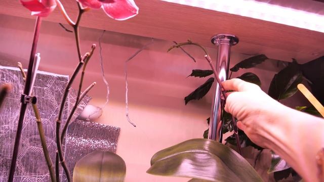 ВКУСНЫЕ посадки в них ОТЛИЧНО растут орхидеи БЕГЕМОТЫ. КРУПНЫМ планом. Поливаю. смотреть онлайн