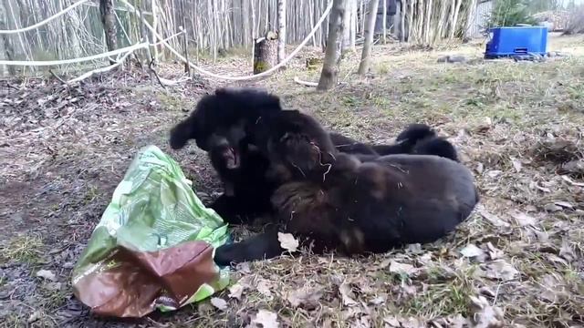 Щенки банхара. Арат и Айдан. 🐕🐾🐕💞 смотреть онлайн