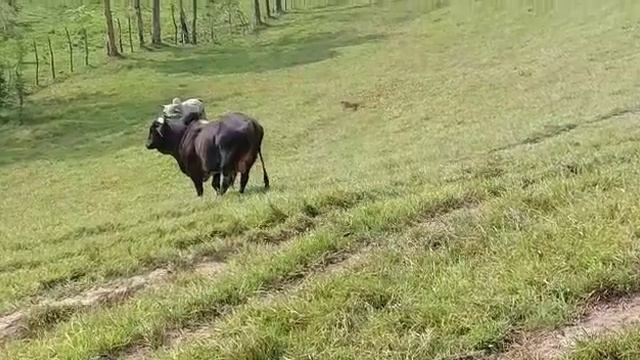 pelea de los toros смотреть онлайн