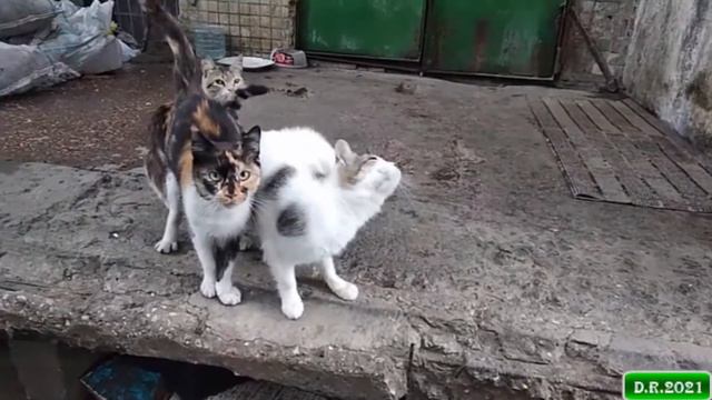 Д'Артаньмяу и три мяушкетёра. Тбилиси, сентябрь 2021г.