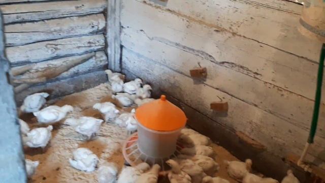 Деревенские будни. Небольшой обзор нашей бани. Первая партия бройлеров завершена. Амурская усадьба смотреть онлайн