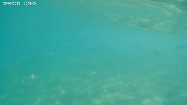 Mar Mediterráneo. Рeix daurat Espanya2022 смотреть онлайн