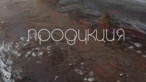 АКВАПОНИКА. ТЕПЛИЦА НА РЫБНОЙ ФЕРМЕ