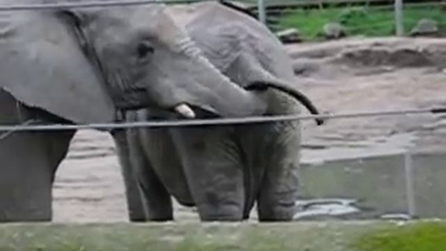 Elephant Eats Poop