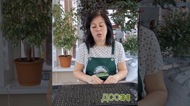 Петуния всходы. первая подкормка смотреть онлайн
