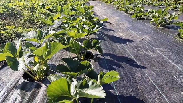 #клубника #клубникаАльба #клубникаУкраина Ухаживаем за маточниками клубники в сентябре! смотреть онлайн