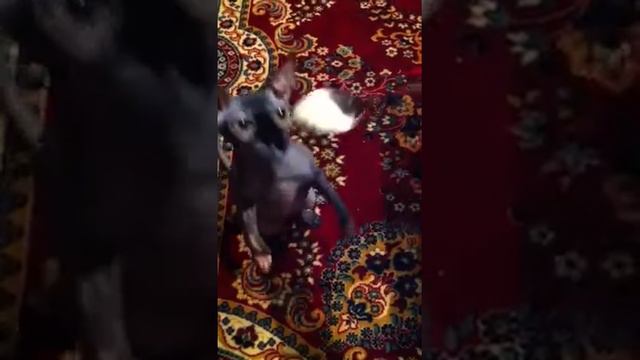 Сфинкс любитель мороженного смотреть онлайн