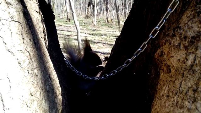 Белка-наш парк победы! смотреть онлайн