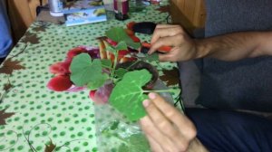 как привить огурец на фиголистную тыкву(фицефалия) 2 часть