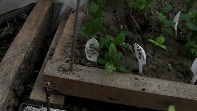 Когда лучше размножать гортензию крупнолистную. смотреть онлайн