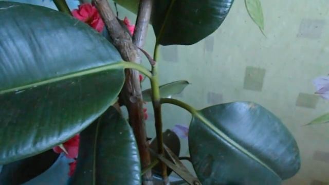 ФИКУС. Обрезка и размножение. смотреть онлайн