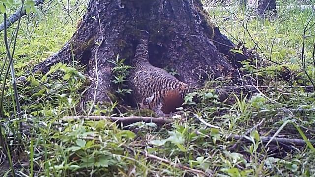 Глухарка на гнезде