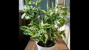 Педилантус Уход за педилантусом в домашних условиях