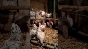 Пушкинская порода кур, отличная яйценоскость!!!