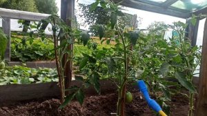 Белокрылка на томатах: убрать за пять минут!!!