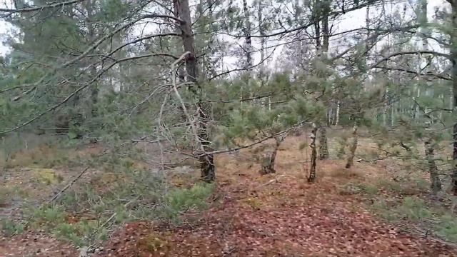 Отдых в лесу. Ничего не успели. Жизнь в деревне. смотреть онлайн