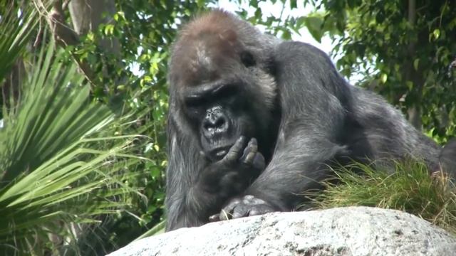 Горилы в естественной среде обитания смотреть онлайн