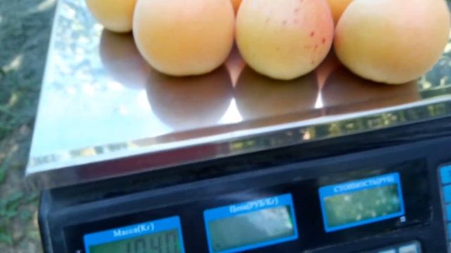 крупноплодный абрикос NGA 19