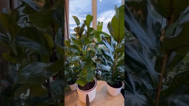 Фикусы Лирата и Лирата Бомбино, сравнение и советы по уходу смотреть онлайн