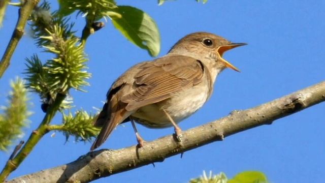 «Соловей»  - описание и особенности в природе.