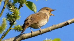 «Соловей»  - описание и особенности в природе.