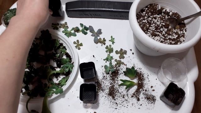 Купили суккулент? Что дальше делать? Посадка и перевалка суккулентов. смотреть онлайн