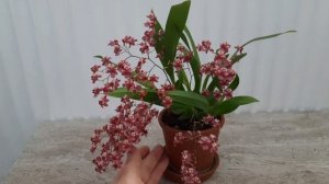 Орхидея Онцидиум "Твинкл Ред Фентези" onc. twinkle CT Delight in bloom, twinkle Red Deliv.