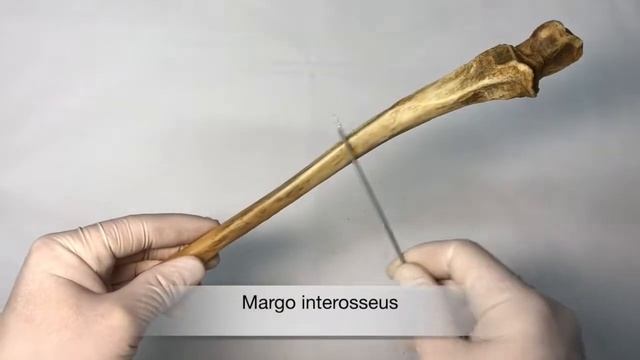 Локтевая кость - Ulna, курс нормальной анатомии (мобильное приложение "Учи Анат") смотреть онлайн