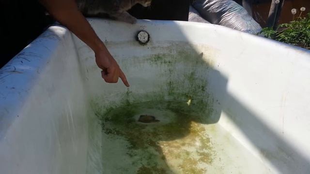 Кот ловит рыбу 1 серия "Летняя рыбалка". смотреть онлайн