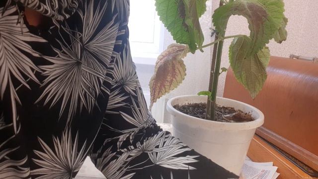 Про Колеусы.