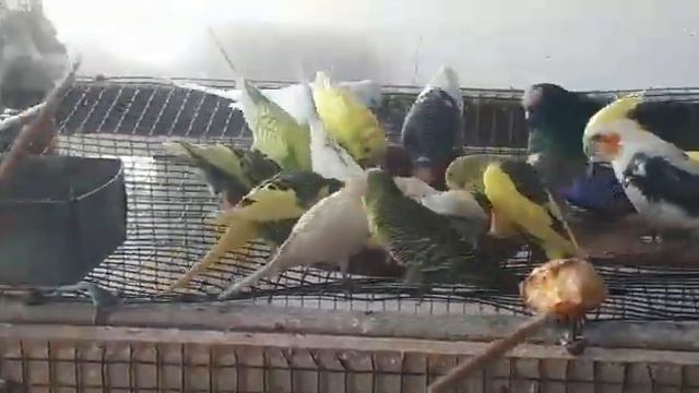 papagali @marianpatru8662 смотреть онлайн