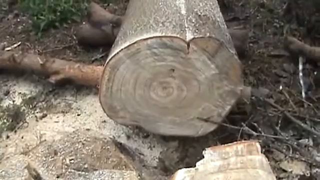 Плантация пауловния смотреть онлайн