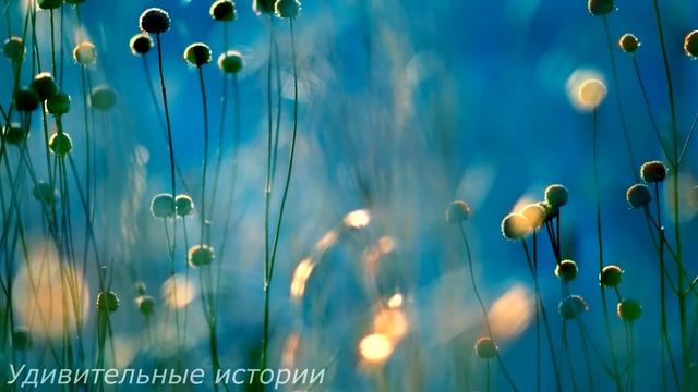 Жених бросил невесту ради богатой любовницы. Но проснувшись утром, он застыл, увидев перед собой... смотреть онлайн