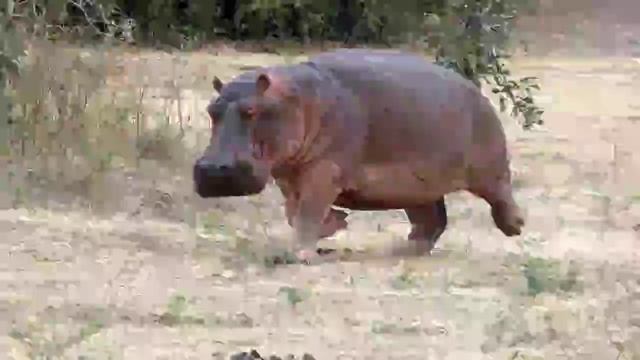 Животные саванны смотреть онлайн