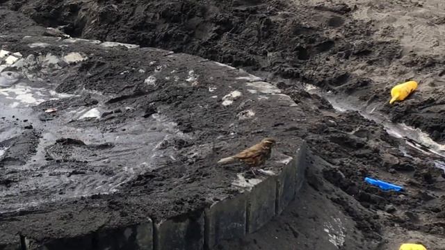 Путешествие по Исландии — Рейкьявик смотреть онлайн