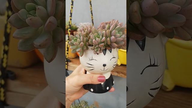 Graptoveria Purple Dream. Se Você( Como Eu) Ama Suculentas Deixe Seu Like E Se Inscreva No Canal 😉