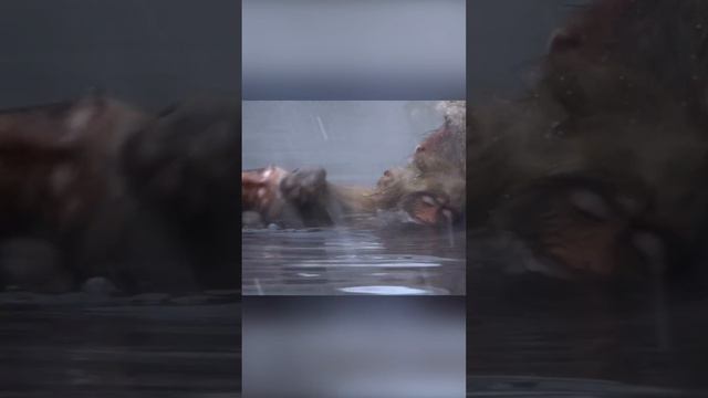 Горячая вода только для избранных. Японские макаки смотреть онлайн