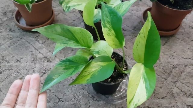 Дом в цветах// Мои любимые сциндапсусы// 29 Ноября цветут анемоны. смотреть онлайн