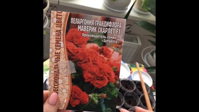 Я только так выращиваю пеларгонии. Пеларгония зональная и грандифлора. #выращиваниепеларгонии смотреть онлайн